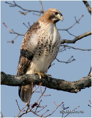 Red-tailed Hawk