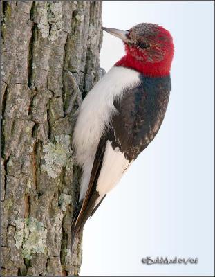 Red Headed Woodpecker - Juvenile