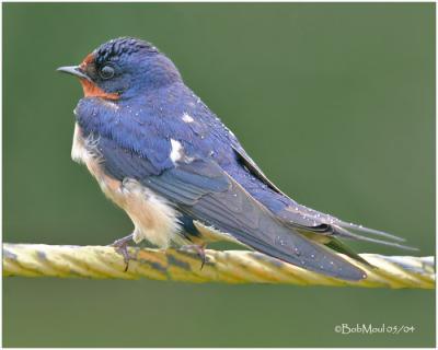 Barn Swallow