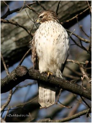 Red Shouldered Hawk-1st year