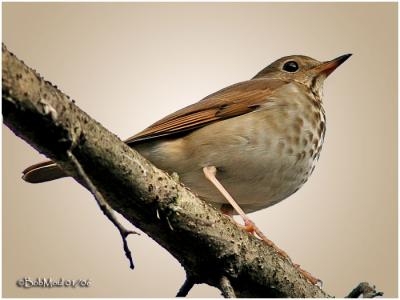 Hermit Thrush