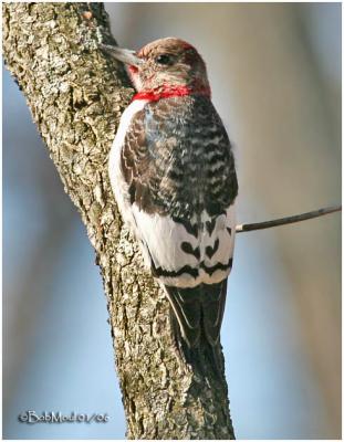 Red-headed Woodpecker-Immature