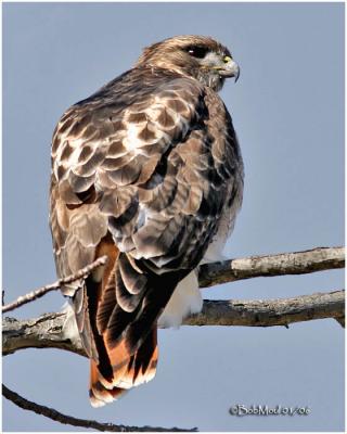 Red-tailed Hawk