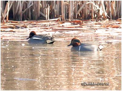 Green-Winged Teal - Eurasian Race-COMPARISON