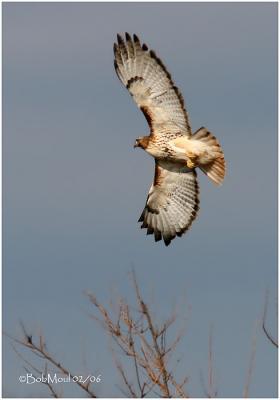 Red-tailed Hawk