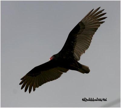 Turkey Vulture