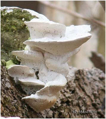 Fungi16