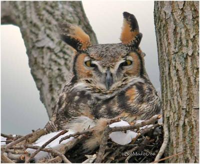 Great Horned Owl-Female