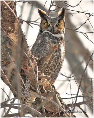Great Horned Owl-Male