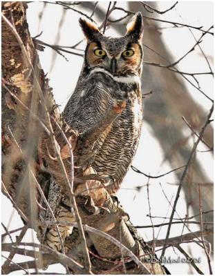 Great Horned Owl-Male