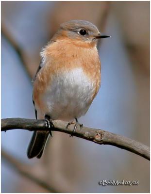 Eastern Bluebird-Female