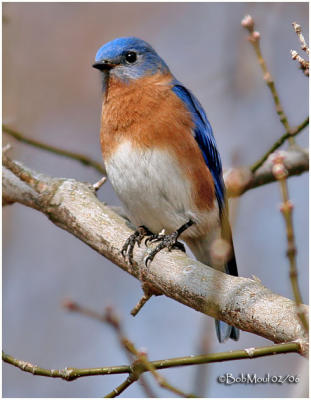Eastern Bluebird-Male