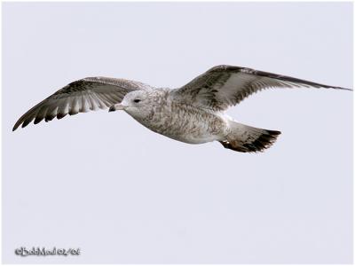 Ring-billed-1st Winter