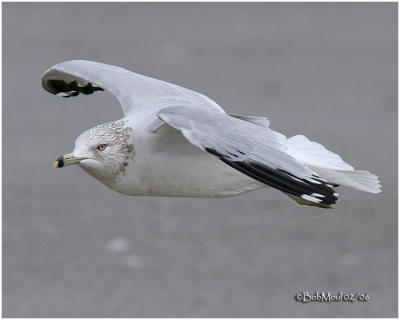 Ring-billed Gull-2nd Winter