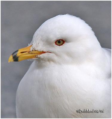 Ring-billed Gull-Adult Breeding