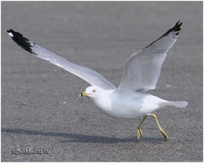 Ring-billed Gull-Adult Breeding
