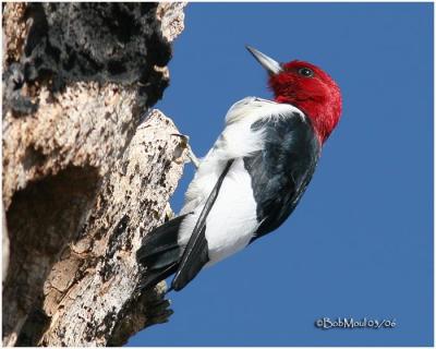 Red-headed Woodpecker