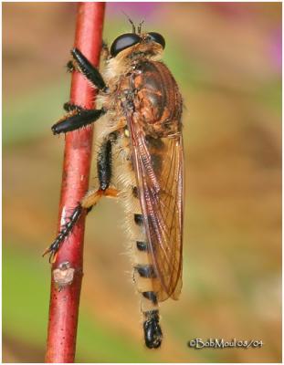 Bearded Robber Fly-Male