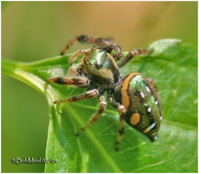 Daring Jumping Spider