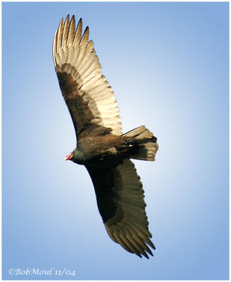 Turkey Vulture