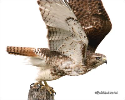 Red-tailed Hawk-Immature