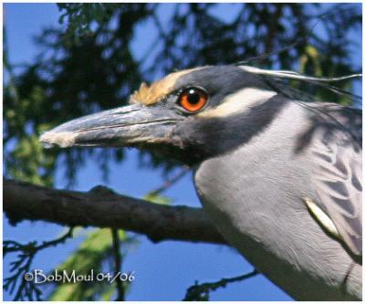 Yellow-Crowned Night Heron - Breeding Plumage