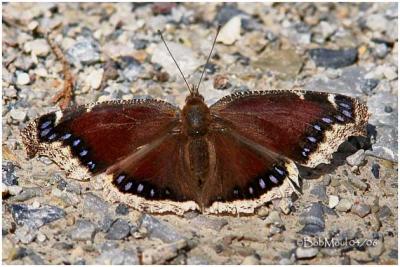 Mourning CloakNymphalis antiopa