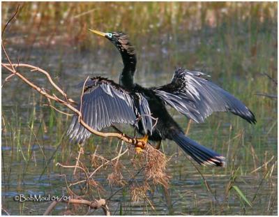 Anhinga -Breeding Plumage