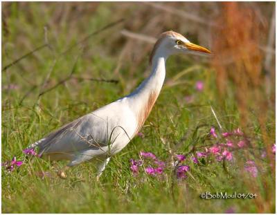 Cattle Egret - Breeding Plumage