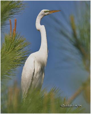 Great Egret