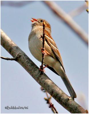 Field Sparrow