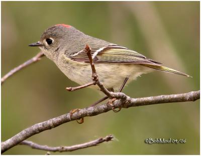 Ruby-crowned Kinglet