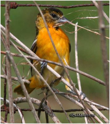 Baltimore Oriole-Female  Gathering Nesting Material
