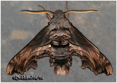 Abbott's Sphinx Moth Sphecodina abbottii #7870