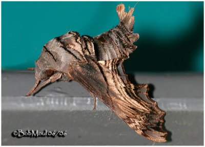 Abbott's Sphinx Moth Sphecodina abbottii #7870