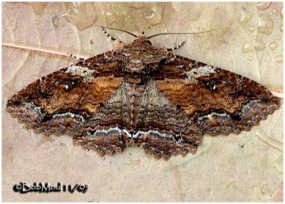 Lunate Zale Moth Zale lunata #8689