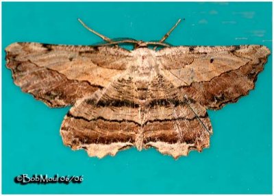 Common Lytrosis MothLytrosis unitaria #6720