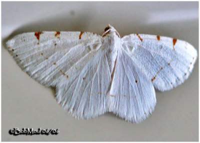 <h5><big>Lesser Maple Spanworm Moth<br></big><em>Macaria pustularia #6273</h5></em>