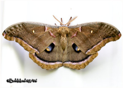 Polyphemus Moth-MaleAntheraea polyphemus #7757