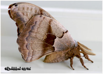 Polyphemus Moth-MaleAntheraea polyphemus #7757