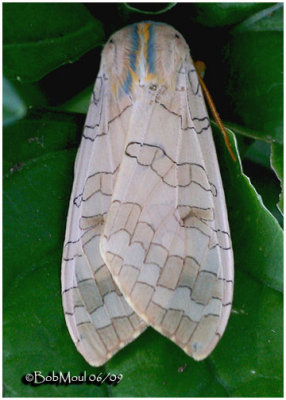 Banded Tussock Moth Halysidota tessellaris #8203