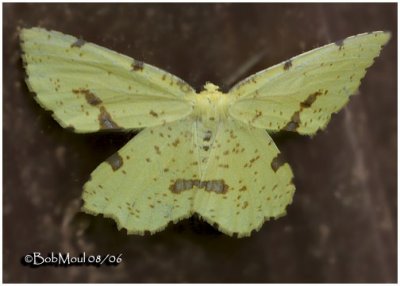 False Crocus Geometer MothXanthotype urticaria #6740