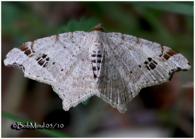 Common Angle MothMacaria aemulataria #6326