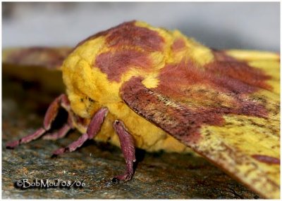 Imperial Moth-FemaleEacles imperialis #7704