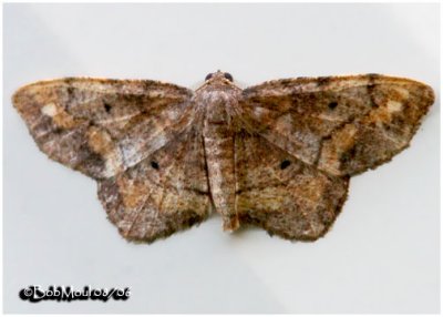 <h5><big>One-spotted Variant Moth<br></big><em>Hypagyrtis unipunctata #6654</h5></em>