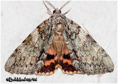 Youthful Underwing Moth Catocala subnata #8797