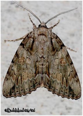 Youthful Underwing Moth Catocala subnata #8797