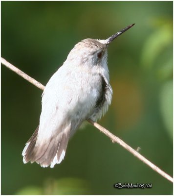 Leucistic Ruby-throated Hummingbird