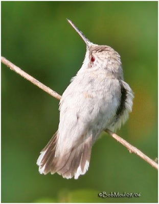 Leucistic Ruby-throated Hummingbird-Immature Female