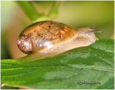 Snail